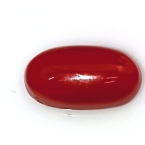 Natural Red Coral Oval Shape (लाल ओवल मूंगा)