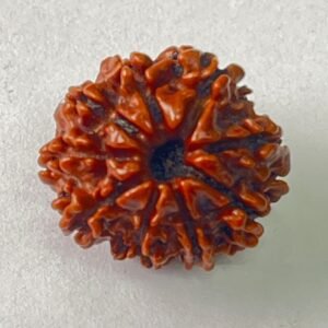 Nepali Rudraksh