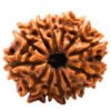 Natural 12 Mukhi Rudraksh (12 मुखी रूद्राक्ष)