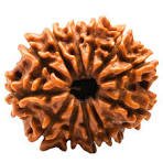 Natural 12 Mukhi Rudraksh (12 मुखी रूद्राक्ष)